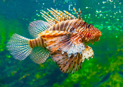 颜色 美女 暗礁 食物 动物 海洋馆 居住 岩石 植物 宠物
