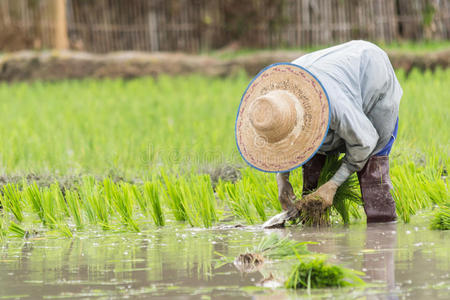 印度尼西亚 栽培 农田 作物 粮食 乡村 成长 草地 谷类食品