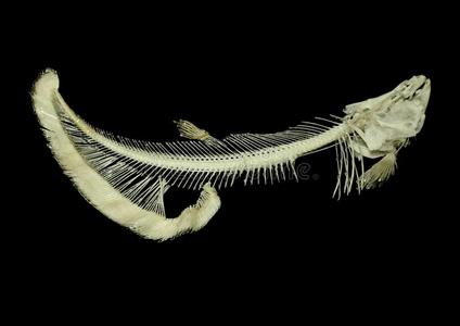 赵法雅巨型鲶鱼的鱼骨照片