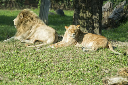非洲 优雅 哺乳动物 眼睛 危险的 母狮 权力 美丽的 身体