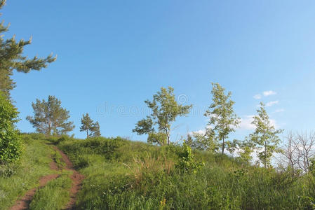 美丽的夏季景观