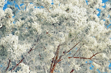 白雪皑皑的松枝