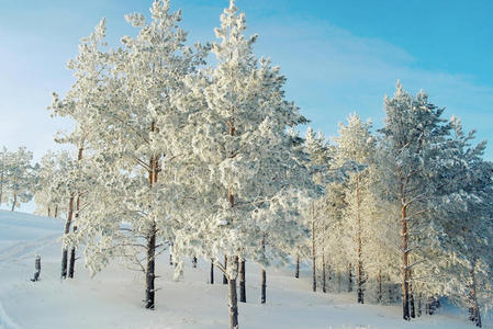 白雪皑皑的松树