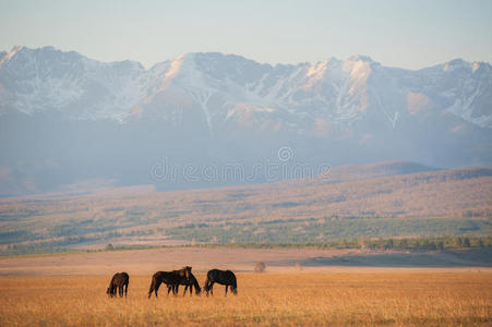 美丽的海湾马群在日落时在山上放牧，惊人的嬉皮士阳光自然背景