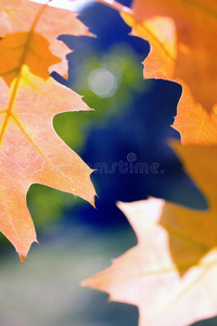 秋天 季节 公园 颜色 自然 森林 树叶 阳光 天空 枫树