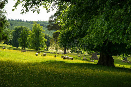 风景 土地 美女 农场 毛皮 草地 欧洲 农业 自然 英国