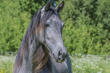 马登伊甸园图片