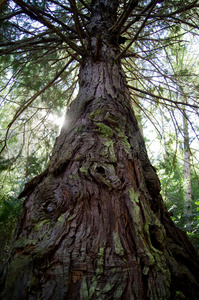 森林 旋转 松木 纹理 苔藓 旅行 追踪