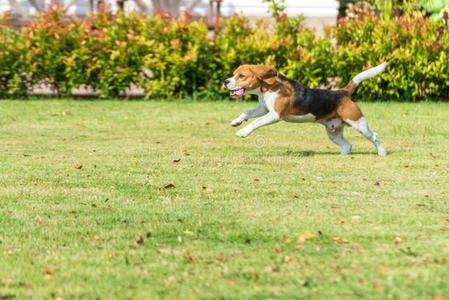 小猎犬赛跑