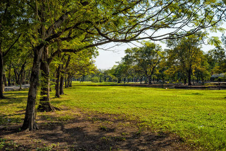 季节 伍兹 秋天 夏天 树叶 森林 风景 花园 自然 公园