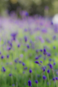 幻想 芳香 生长 集中 复制 领域 边境 花的 特写镜头