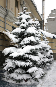 雪糠的冷杉树