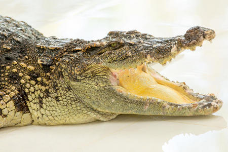 危险的鳄鱼在泰国普吉岛的农场张开嘴。