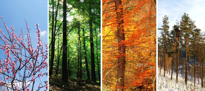 四季变换的树叶图片