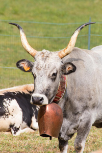 枪口 乡村 牛奶 牛肉 农业 国家 奶牛 面对 瑞士 喇叭
