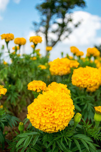 妈妈们 园艺 落下 纳特 领域 颜色 医学 植物学 金盏花