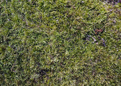 毛茸茸的绿色苔藓