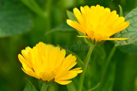 两朵黄色万寿菊花的特写。