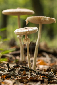 特写镜头 生长 帽子 美味的 落下 秋天 地面 大型动物