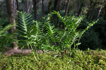 森林中空地上的蕨类植物叶子