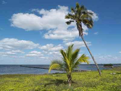 风景 天空 世界语 植物 古巴 浮筒 海滨 棕榈 波多黎各