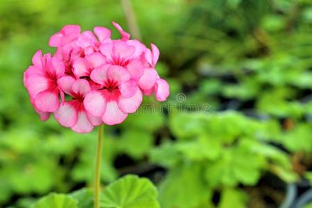 美丽的 拖把头 公园 特写镜头 夏天 园艺 植物学 蔬菜