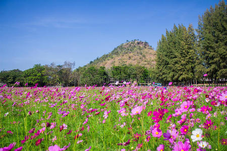 风景 乡村 漂亮的 自然 宇宙 领域 环境 庆祝 颜色 盛开