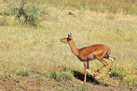 雌性黑斑羚在草原上奔跑