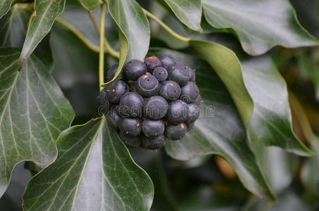 开花常春藤图片