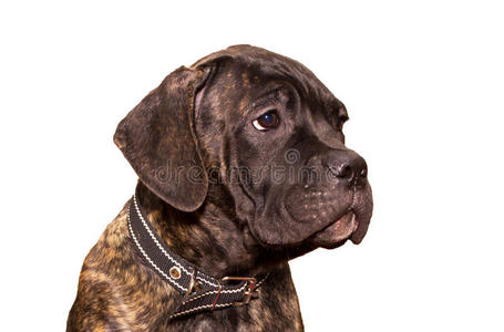 cane corso italiano公司