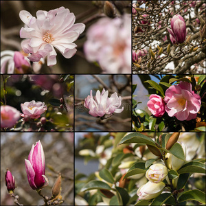 山茶花和玉兰花