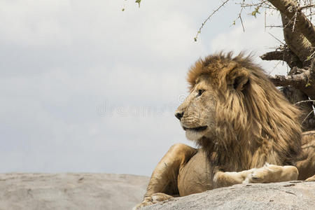 复制 动物 哺乳动物 食肉动物 狮子座 猎人 毛皮 猫科动物