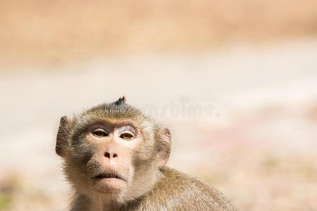 哺乳动物 雨林 卡奥 萨克 猕猴 动物 坐位 遥远的 面部