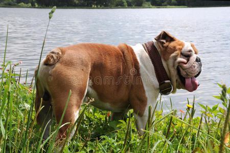 力量 小狗 有趣的 纯种 犬科动物 形象 斗牛犬 夏天 草地