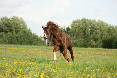 栗子漂亮的马在盛开的草地上飞驰