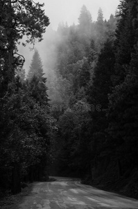 雾蒙蒙的森林路
