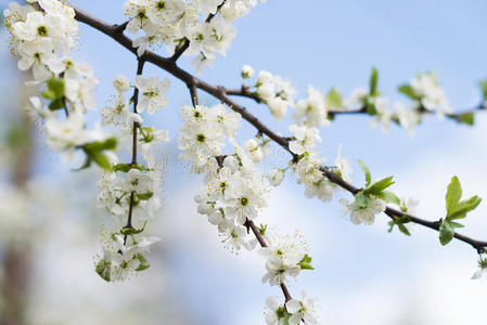 苹果树在蓝天上开花。 春天的花园，户外