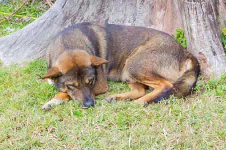 可爱的 比赛 警卫 宠物 奉献 草坪 友谊 自然 睡觉 古老的