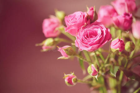 粉红玫瑰背景