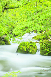 苔藓 七月 旅游业 流动 日本 山谷 风景 季节 美丽的