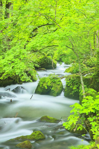 风景 亚洲 自然 生态学 喷雾 七月 森林 环境 清爽 日本