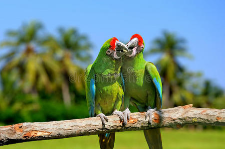 浪漫的 放松 颜色 棕榈 自然 加勒比 泻湖 鸟类 风景