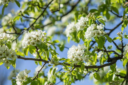 春天梨树开花