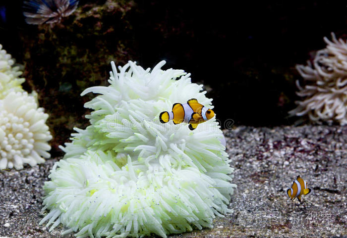 水族馆鱼小丑