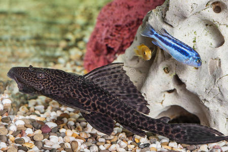 斑马马拉维丽鱼科鱼水族馆鲶鱼特写照片