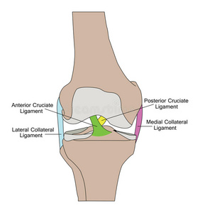 膝关节解剖
