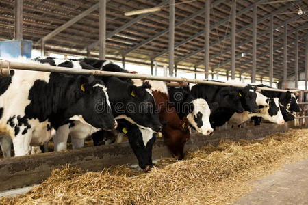 农场里有很多奶牛