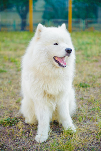 一只白色的萨莫德狗