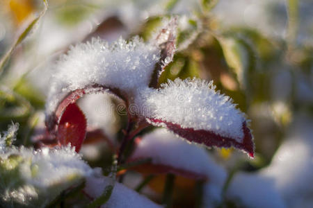 树叶上的雪