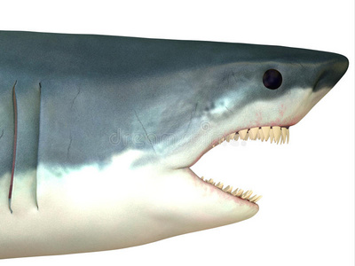 大白鲨的头